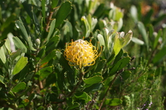 Leucospermum cuneiforme