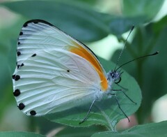 Mylothris rueppellii