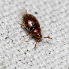 Cryptophagidae