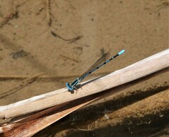 Argia bipunctulata
