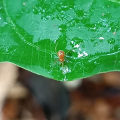 Theridion zonulatum