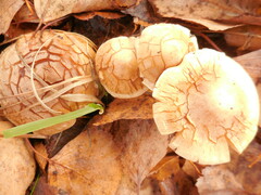 Cystoderma aureum