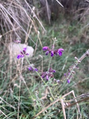 Salvia virgata