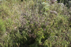 Hypodiscus aristatus