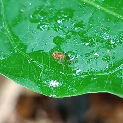 Theridion zonulatum