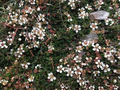 Cotoneaster microphyllus