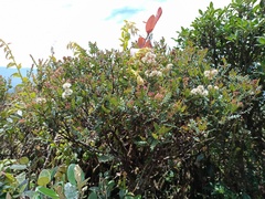 Weinmannia fagaroides