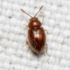Atomaria