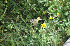 Tatochila