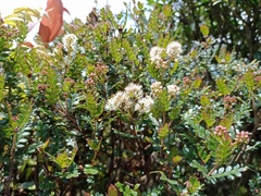 Weinmannia fagaroides