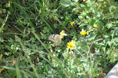 Tatochila