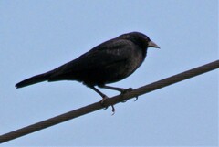 Gnorimopsar chopi