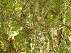 Cranioleuca erythrops