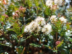 Weinmannia fagaroides