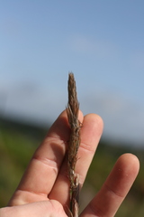 Hypodiscus aristatus