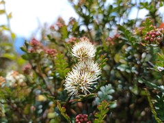 Weinmannia fagaroides