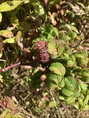 Phylloplecta tripunctata