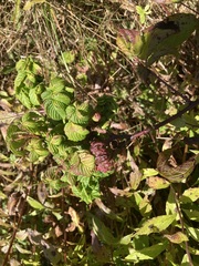 Phylloplecta tripunctata