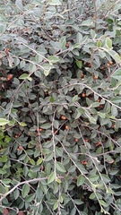 Cotoneaster franchetii