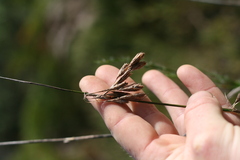 Hypodiscus aristatus