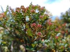 Weinmannia fagaroides