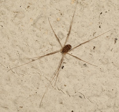 Nelima