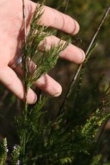 Hypodiscus aristatus