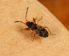 Scolopostethus affinis