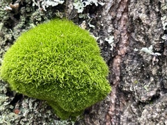 Dicranum montanum
