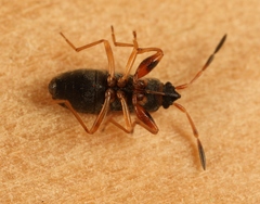 Scolopostethus affinis