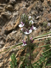 Pedicularis