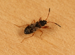 Scolopostethus affinis