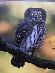 Glaucidium passerinum