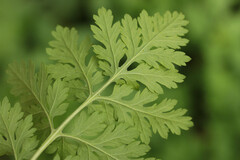 Tanacetum parthenium