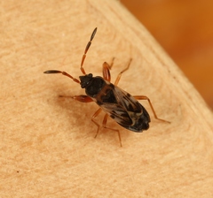 Scolopostethus affinis