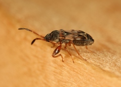 Scolopostethus affinis