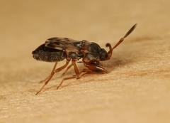 Scolopostethus affinis