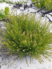 Pseudoselago spuria