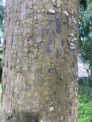 Afrocarpus mannii