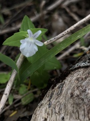 Nemesia diffusa