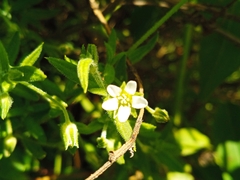 Arenaria