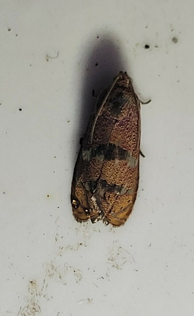 Filbertworm Moth from Columbia, MD, USA on September 07, 2022 at 06:54 ...