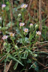 Erigeron acris