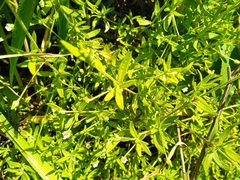 Arenaria