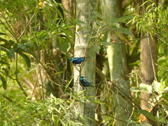 Stilpnia cyanicollis