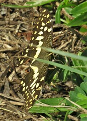 Papilio demodocus demodocus