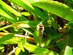 Arenaria