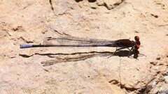 Argia oenea