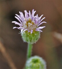 Erigeron acris