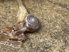 Triodopsis hopetonensis